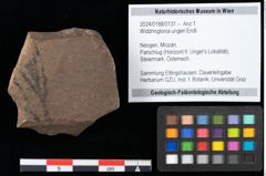 Foto (Objekt + Etikett) von Widdringtonia ungeri Endl. (NHMW-GEO-2024-0188-0131)